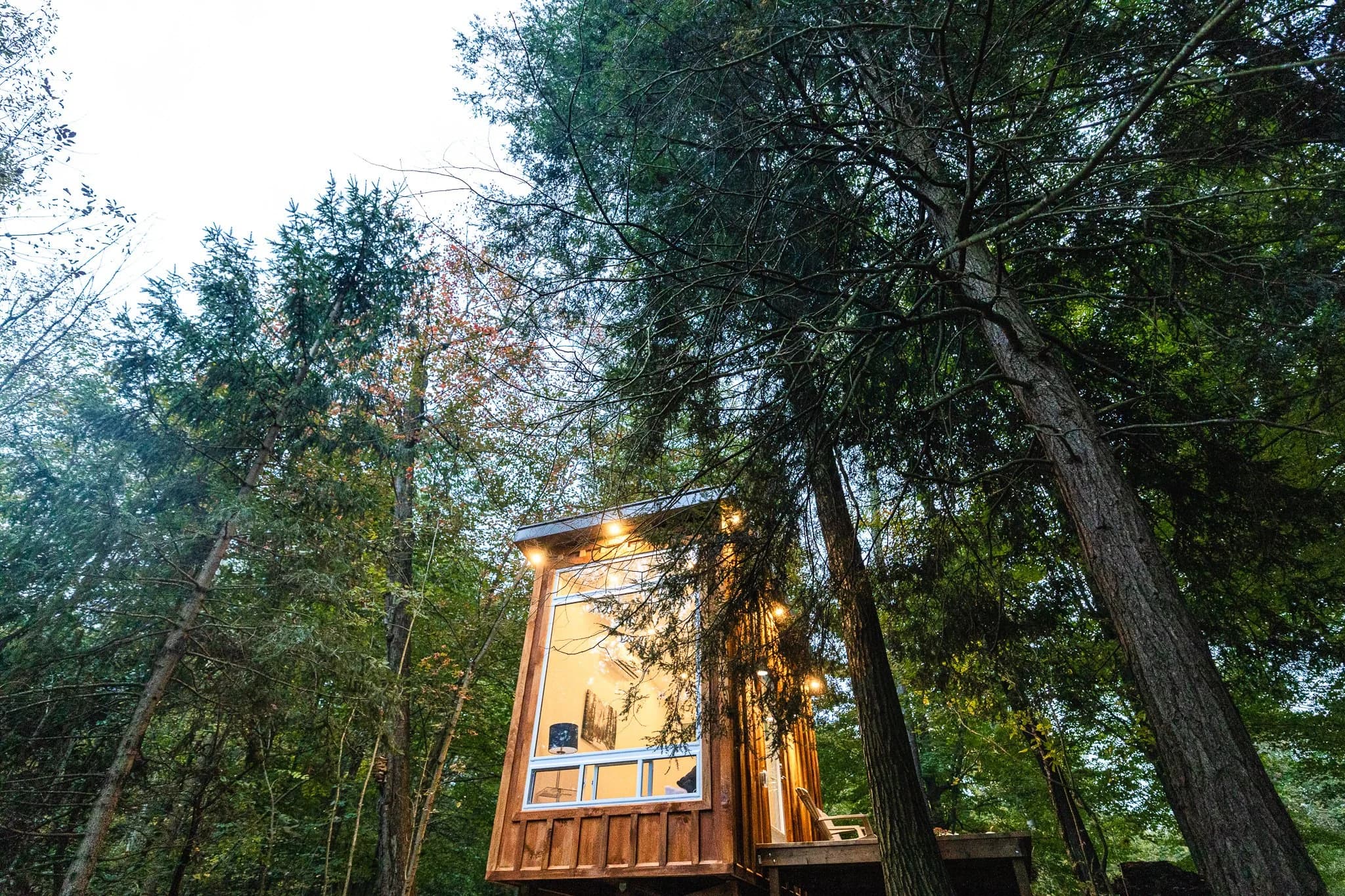 The Bracken Cabin at Fernwood Hills with large windows and warm interior lighting, set among tall trees in a forested area