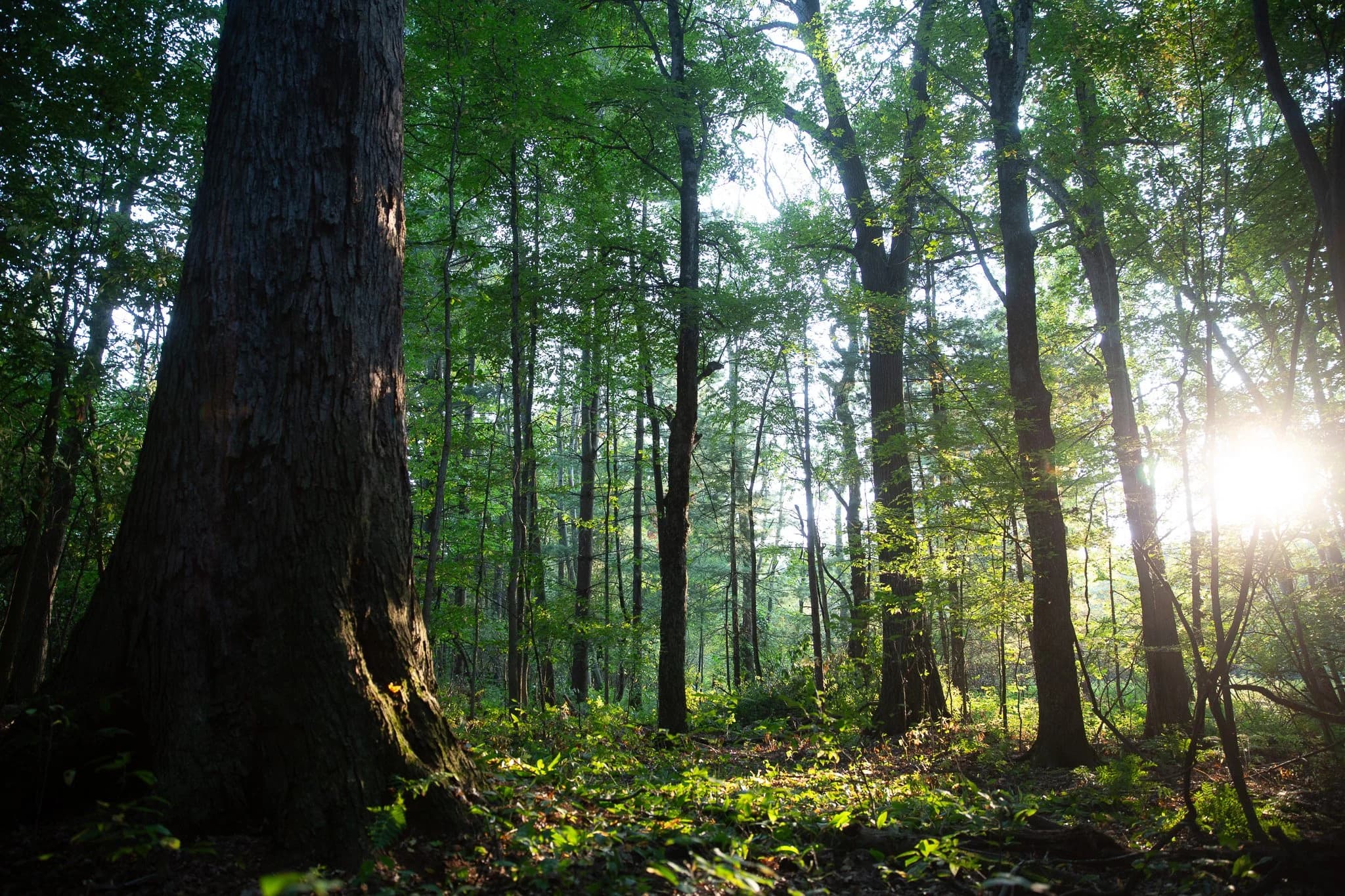 Handcrafted wood products from The Forrest Co.
